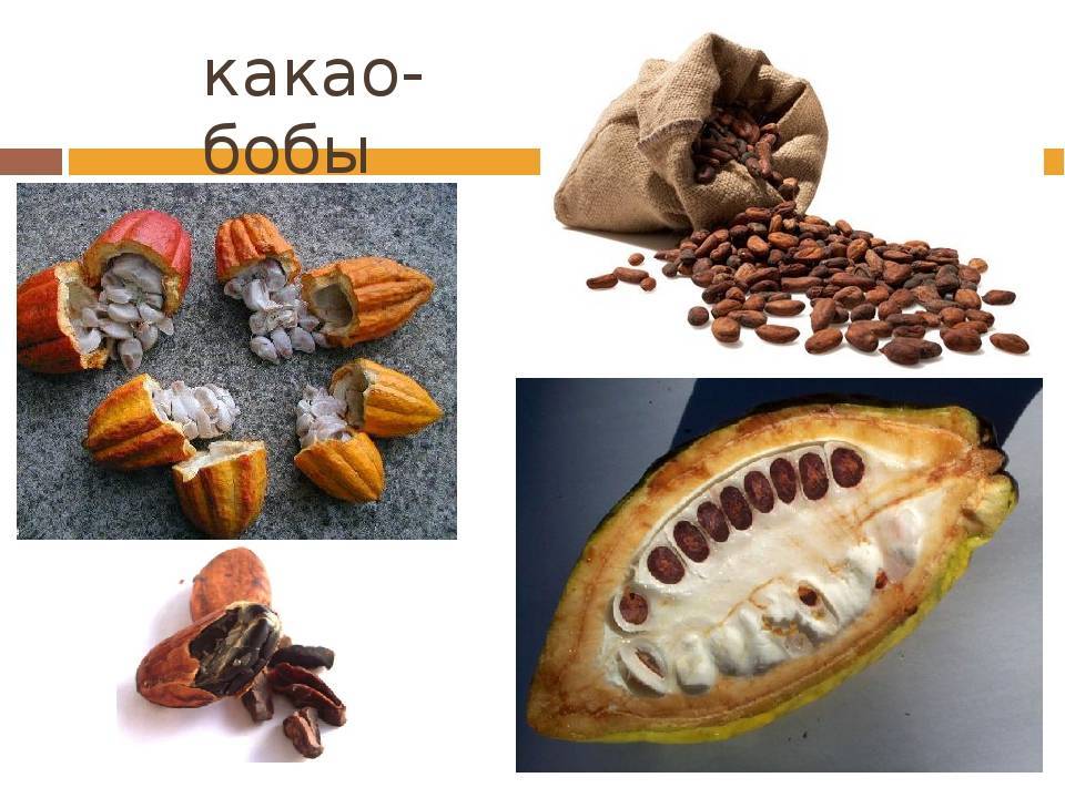 Какао: польза и вред для здоровья, как сделать, рецепт с фото, отзывы