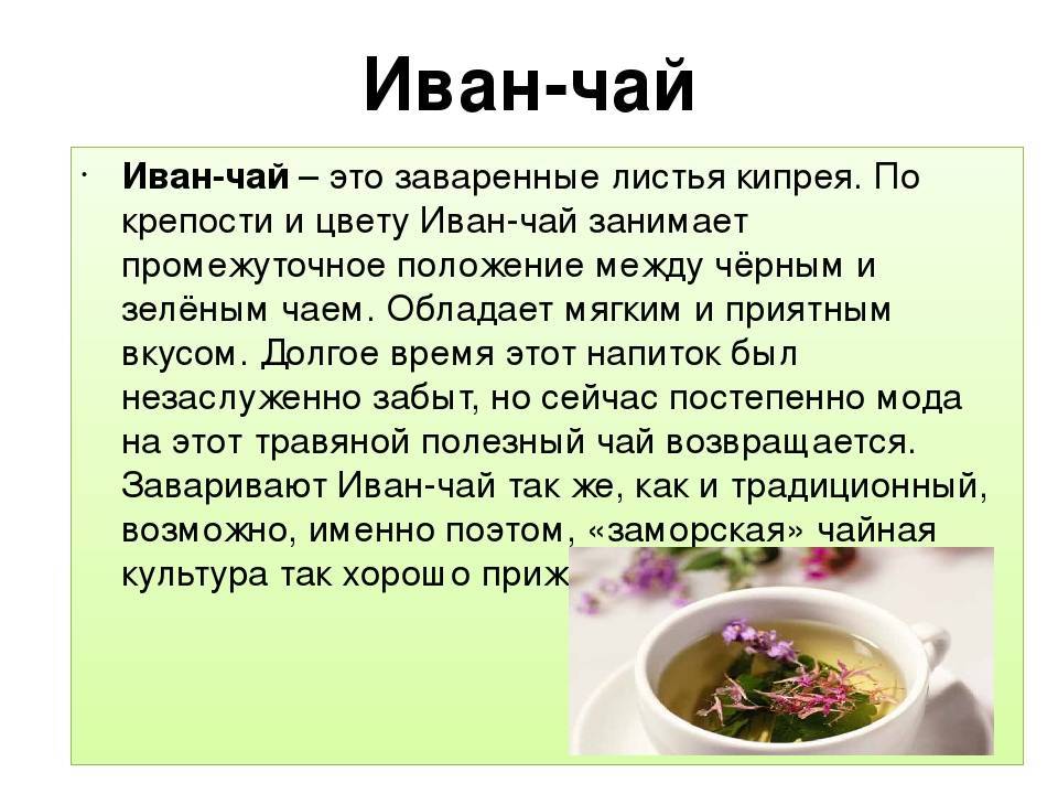 Иван-чай: лечебные свойства, польза для здоровья и противопоказания, как правильно заваривать и пить