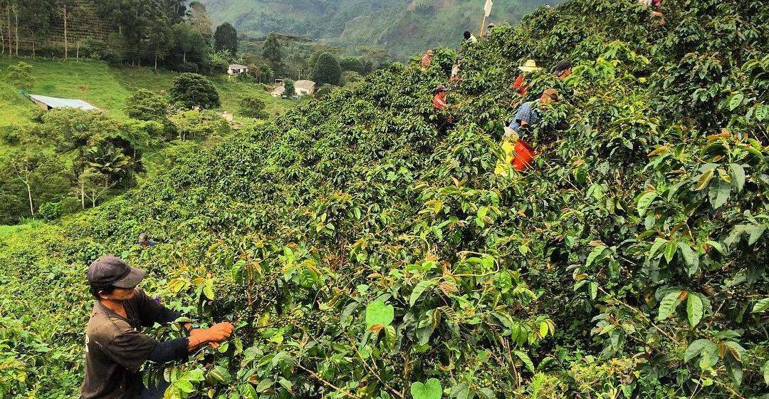 Где выращивают кофе, крупные страны производители и родина напитка