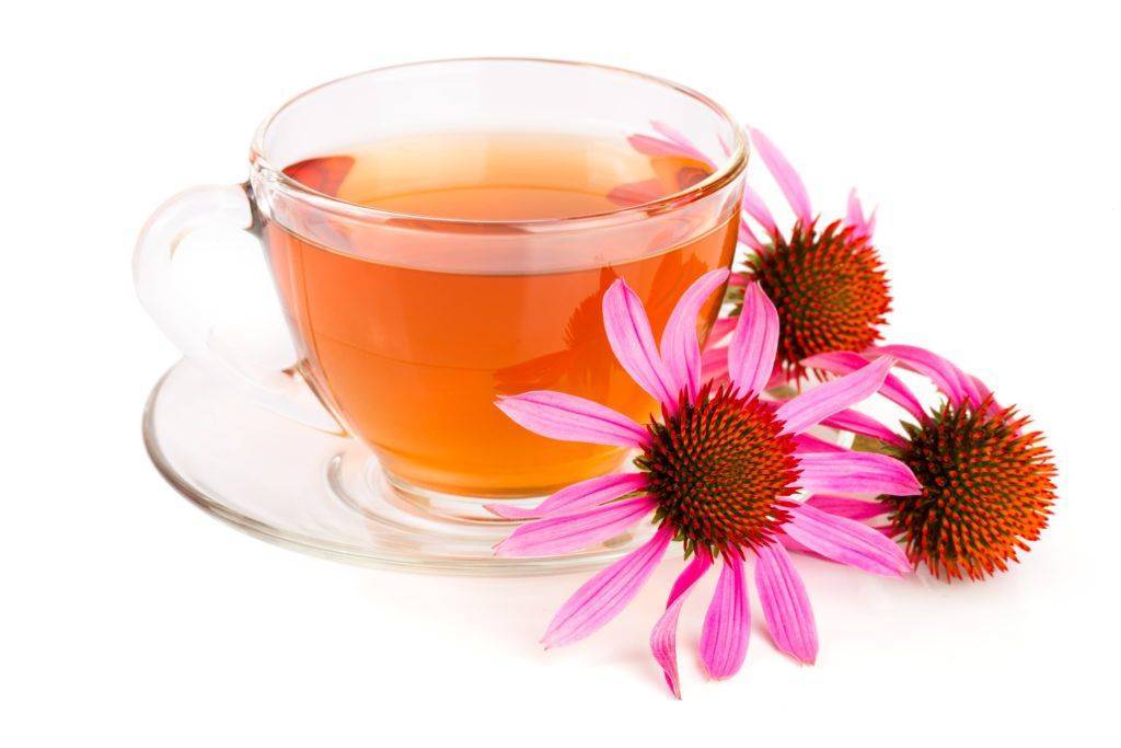 Чай с эхинацеей: полезные свойства, противопоказания, рецепты