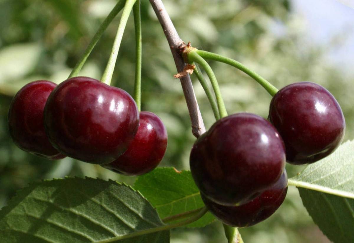 Как чай Турбослим помогает при похудении