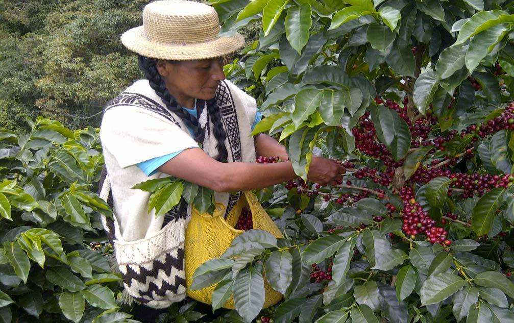 Секрет колумбийского кофе