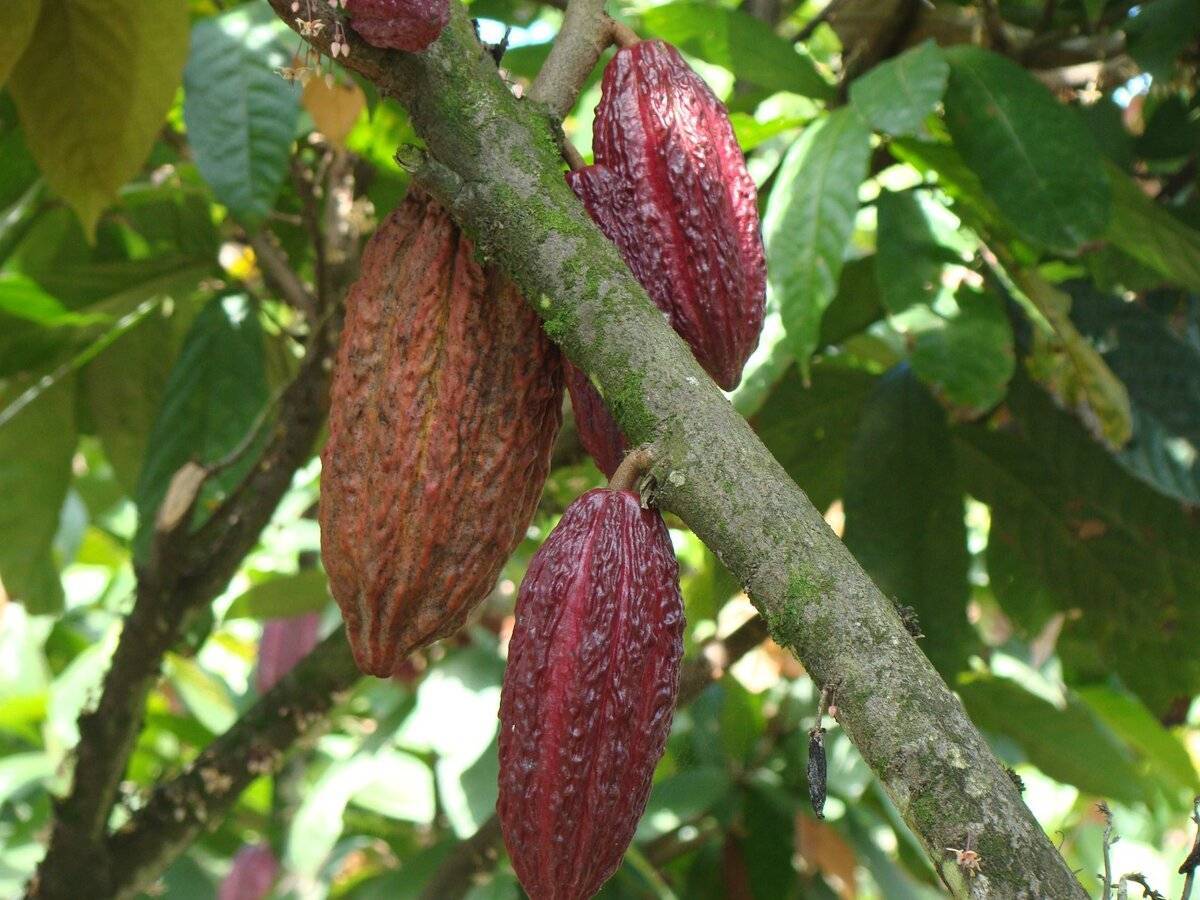 Родина какао бобов: история и выращивание дома
