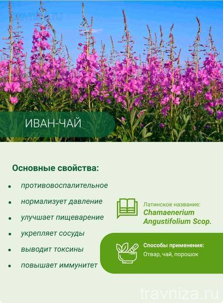 Иван чай целебные свойства для здоровья мед.портал фармамир