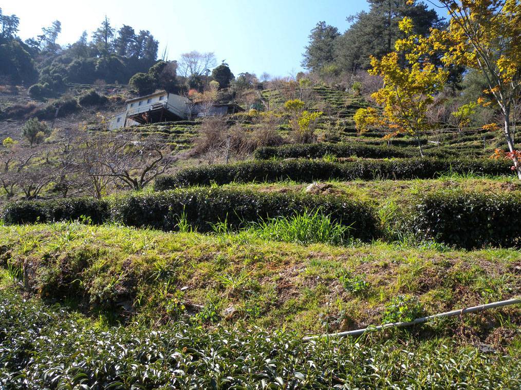 Чай Вэнь Шань Бао Чжун – один из знаменитых тайваньских слабоферментированных улунов