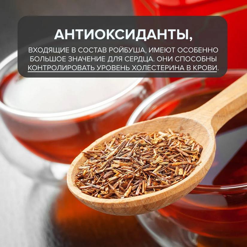 Чай ройбуш (ройбос): польза и вред, отзывы