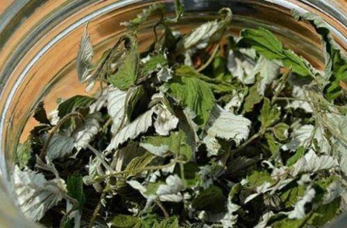 Заготовка листьев смородины для чая