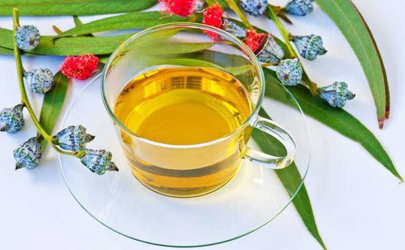 Лист оливы: польза и вред, как заваривать чай из листьев