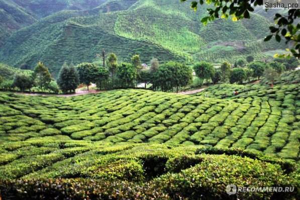 Поездка в нувара элия на чайные плантации и фабрики шри ланки