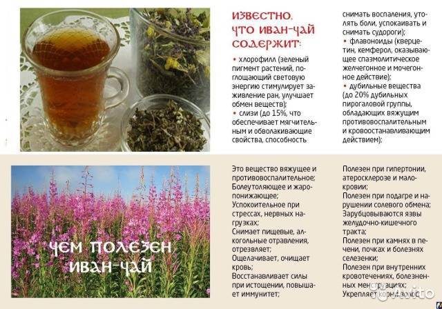 Таежный чай - состав, полезные свойства и применение
