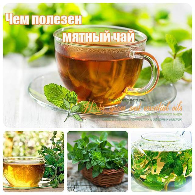 Чай с мятой: польза и вред, рецепты, как заваривать, отзывы