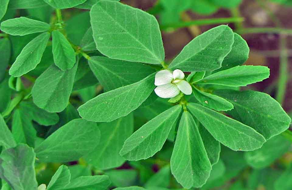 Желтый египетский чай Хельба — полезные свойства, как заваривать