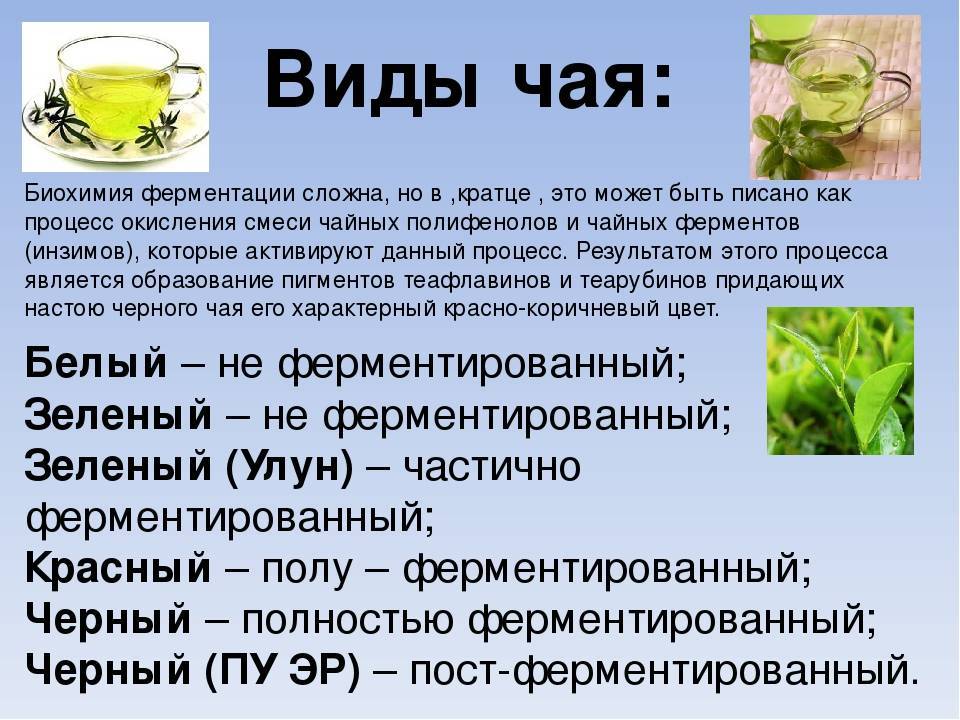 Чем отличается ферментированный чай от неферментированного • siniy-chay.ru