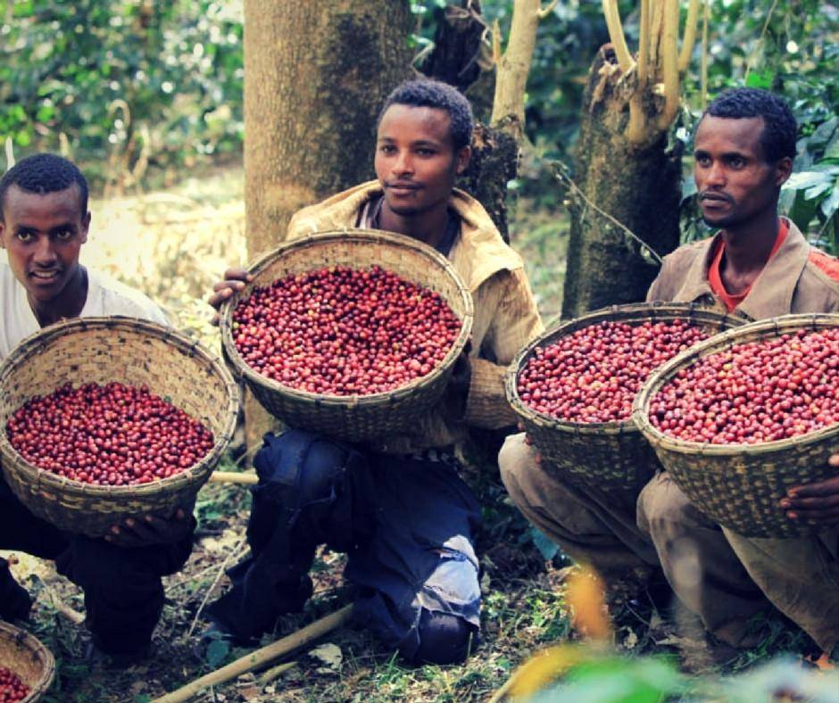 Гондурасский кофе: особенности, регионы выращивания, марки