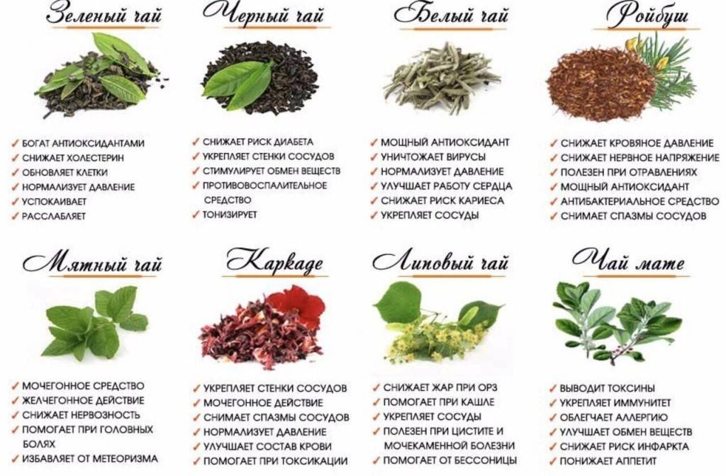 Черный чай: состав, польза и вред для здоровья организма, особенности употребления