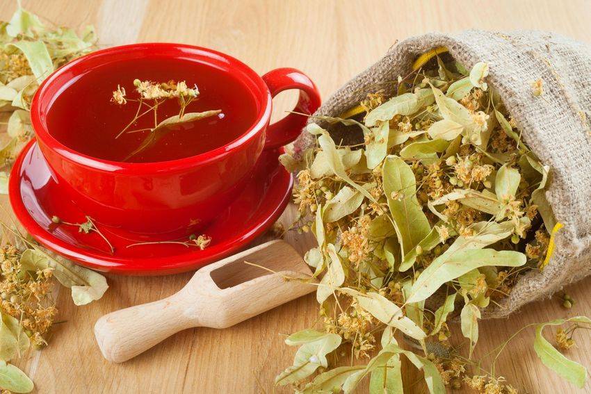 Липовый чай - полезные свойства и противопоказания
