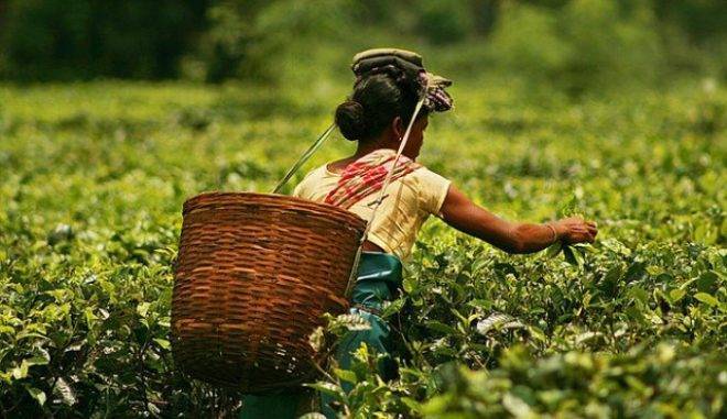 Знаменитый индийский чай Ассам: описание