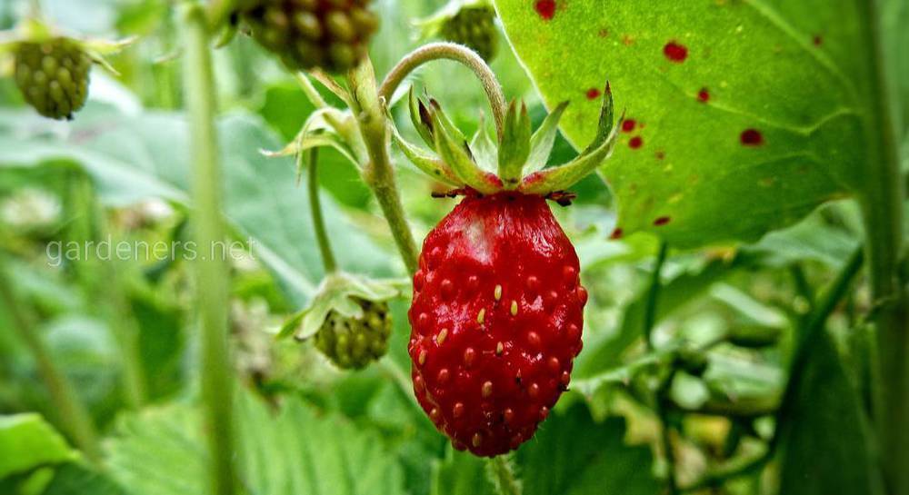 Cвойства и рецепты приготовления земляничного чая