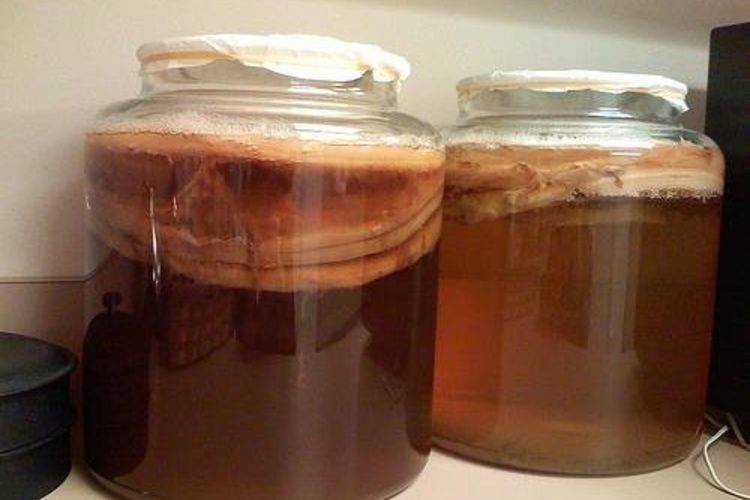 Грибной чай (kombucha): польза и вред, как вырастить медузомицет