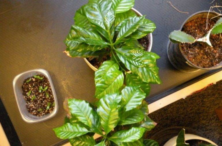 Выращивание кофейного дерева в домашних условиях и правила ухода