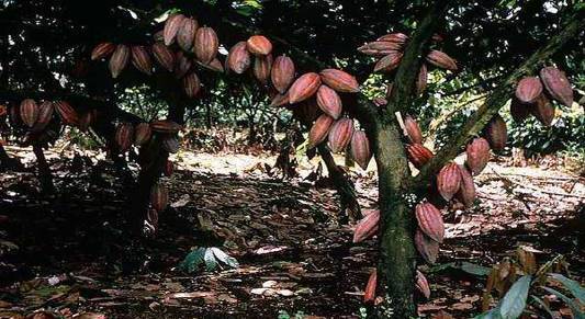 Как выглядит шоколадное дерево из какао бобов