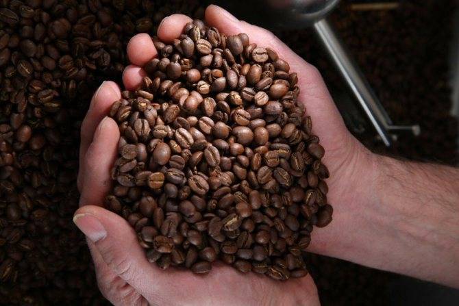 Рекомендации по выращиванию кофейного дерева в домашних условиях