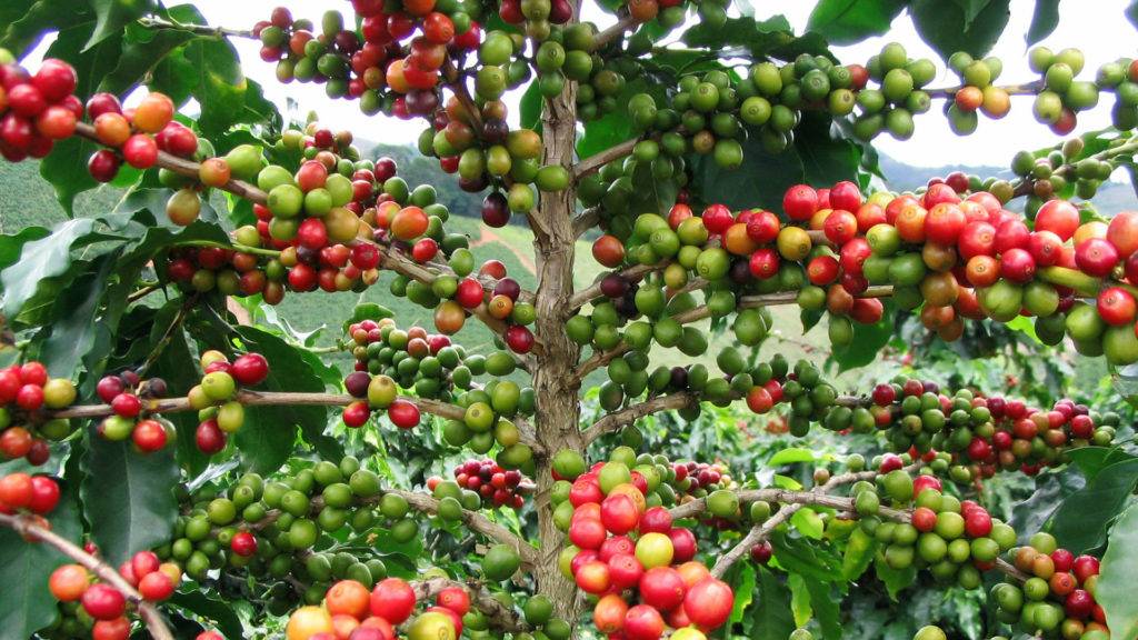 Разница между арабикой и робустой: 14 отличий основных сортов кофе