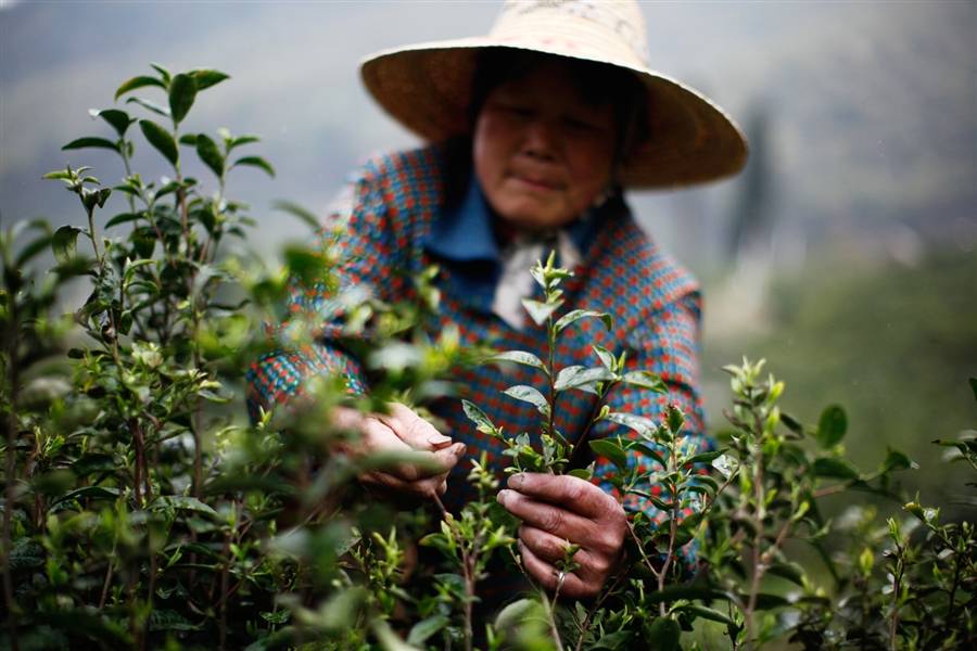 Свойства чая Бай Хао Инь Чжень, его вкус и аромат