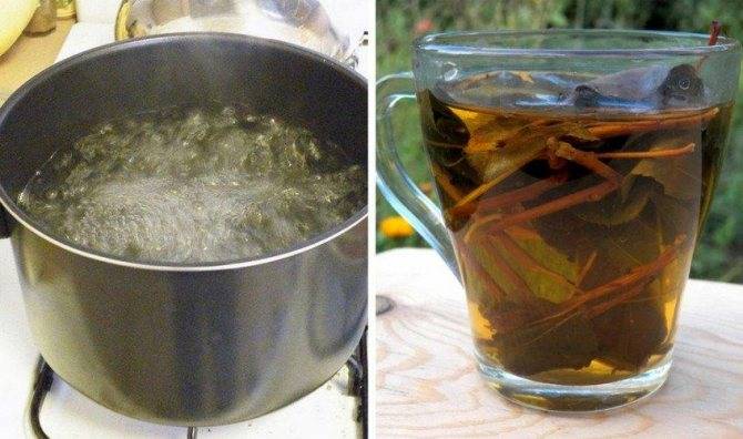Чай из бадана — традиционный монгольский напиток