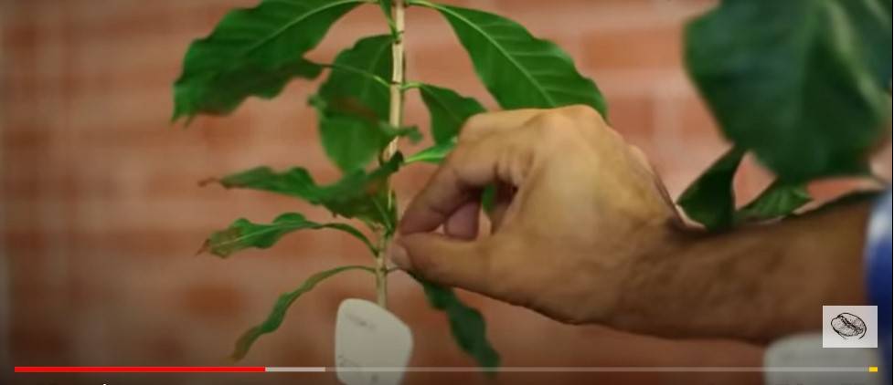 Характеристика сорта арабики Катимор (Catimor)