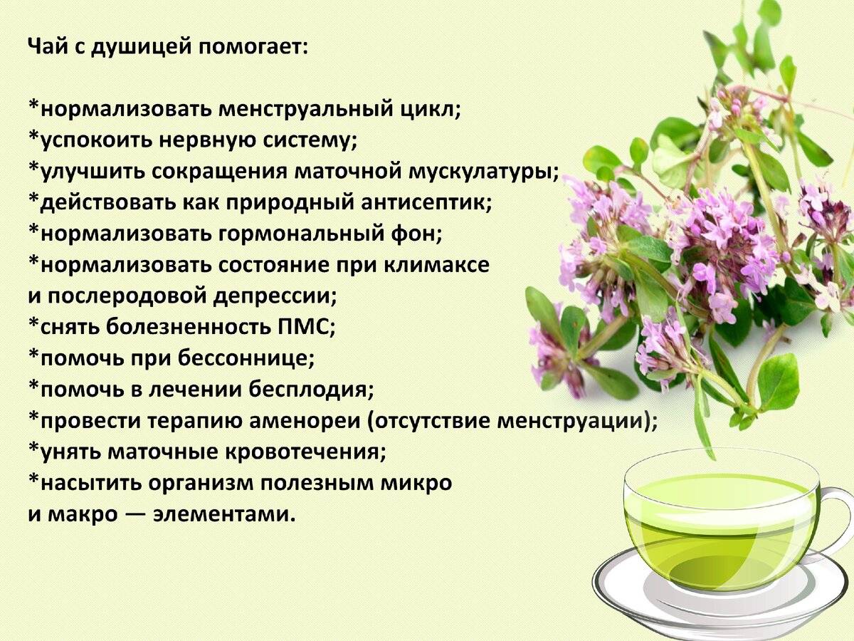 Лимонник (железница) крымский (чабан-чай): целебные свойства травы, польза и вред, фото