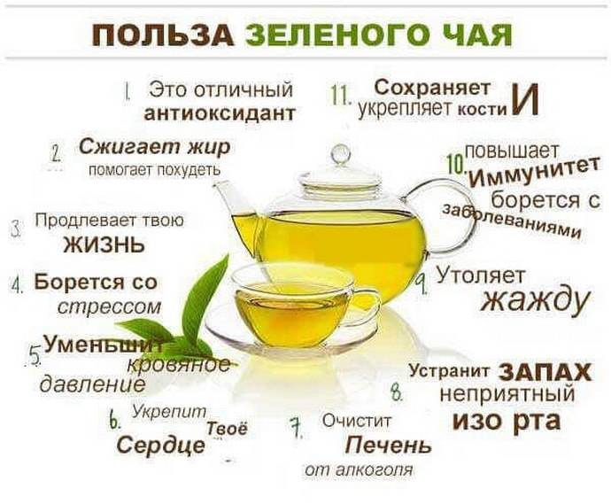 Зеленый чай: 15 полезных свойств, побочные эффекты