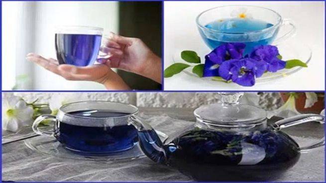 Пурпурный чай чанг-шу: состав и полезные свойства, как правильно заваривать и пить