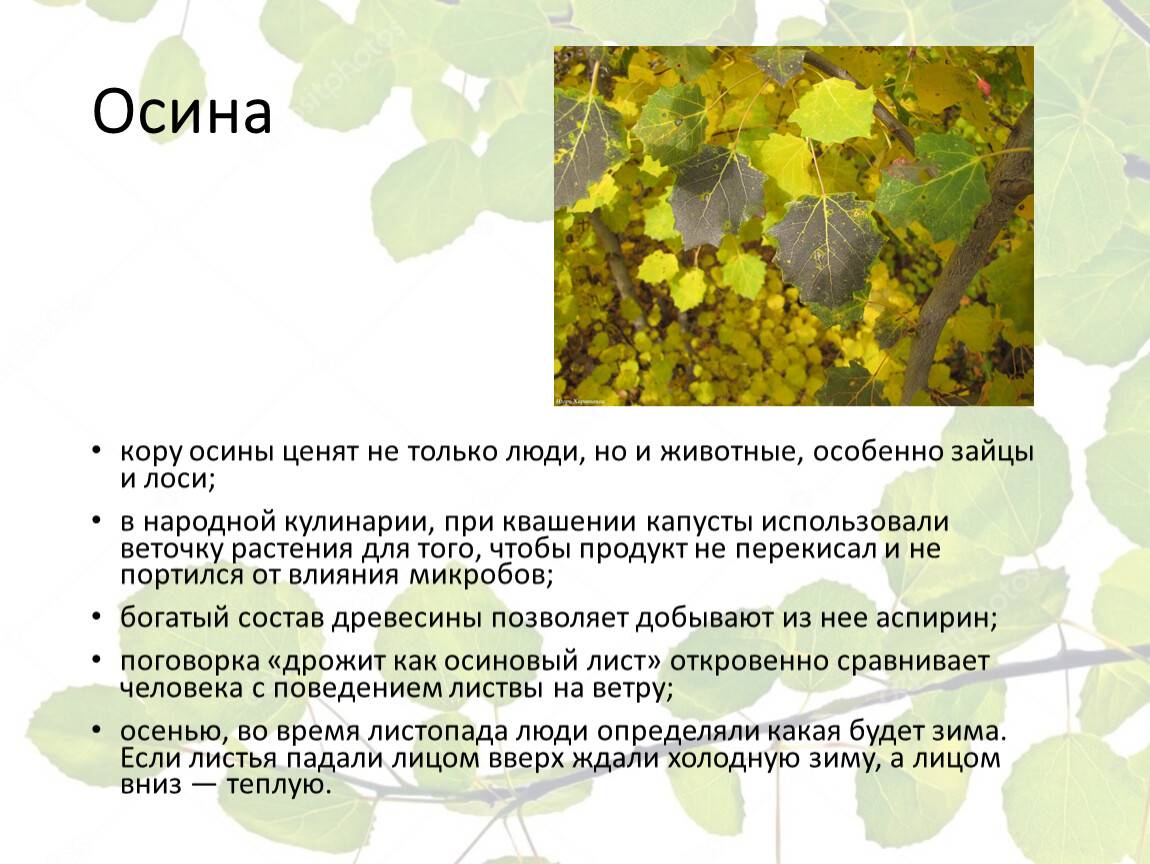 Лечебные свойства коры осины - medboli.ru