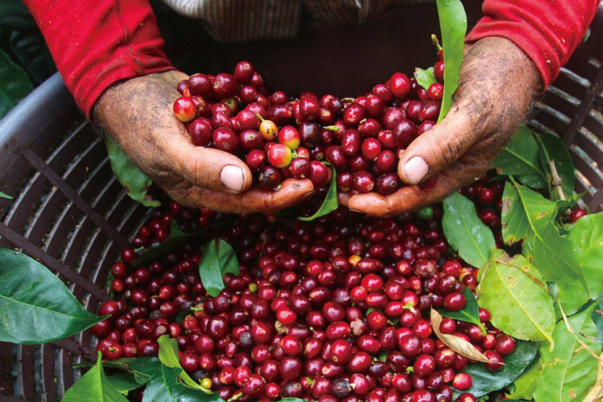 Кофе робуста