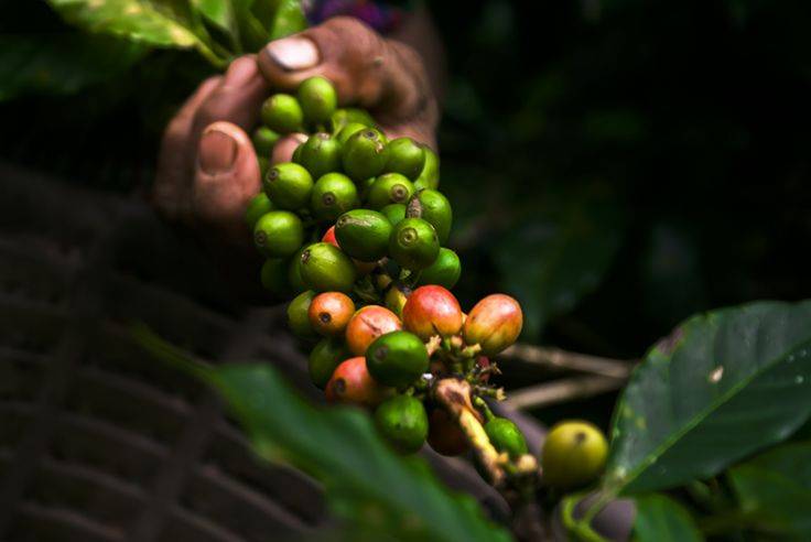 Описание кофе гватемала