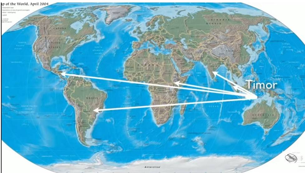 Разнообразие сортов колумбийского кофе