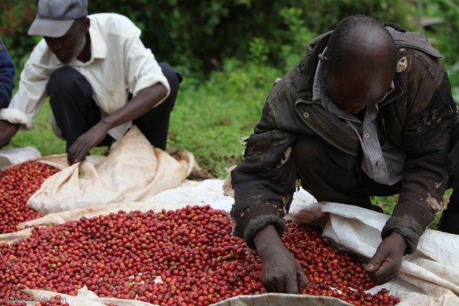 Характеристика кенийского кофе