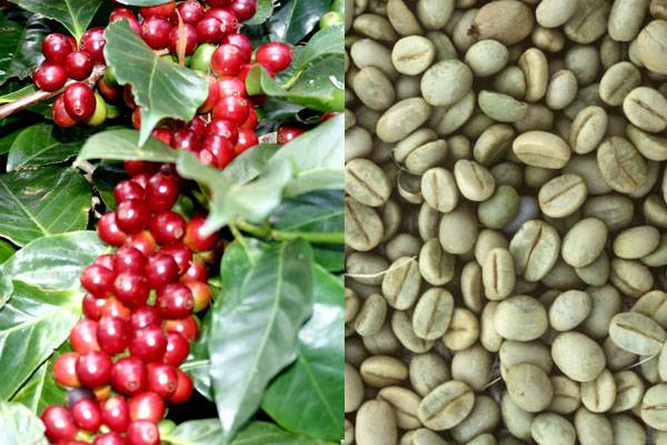 10 самых вкусных сортов кофе в зернах