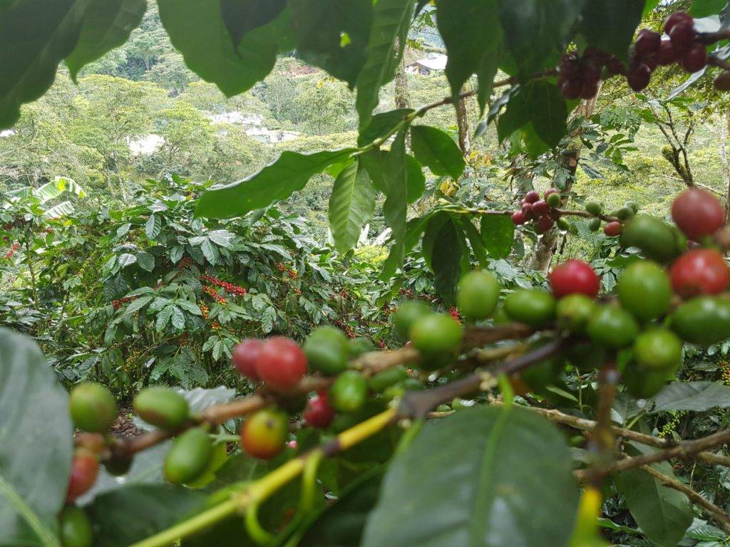 Характеристика кофе Папуа – Новой Гвинеи