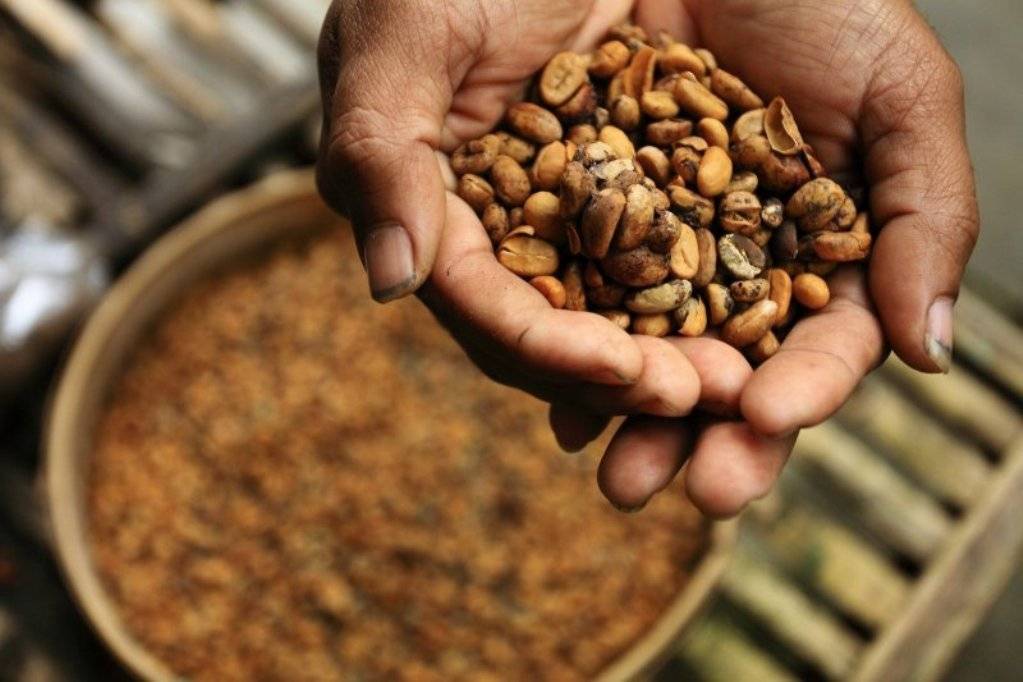 Особенности производства самого дорого кофе Блэк Айвори