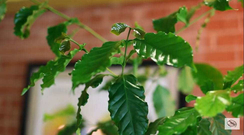 Разнообразие сортов колумбийского кофе