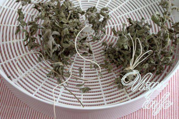 Как сушить мяту в домашних условиях на зиму для чая, как сохранить растение