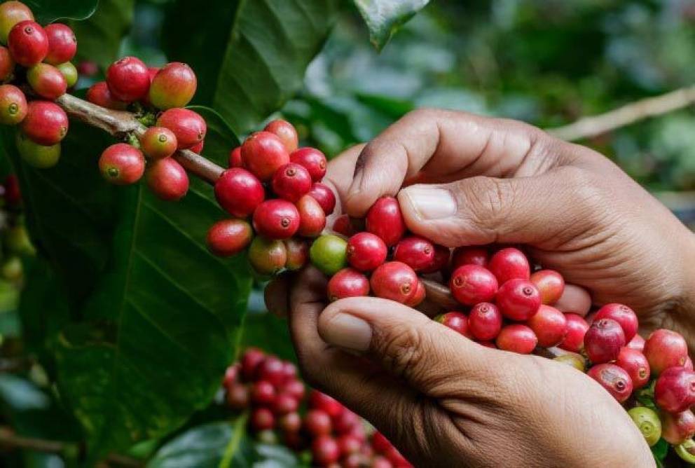 Как и где растет кофе, страны-производители, лидеры по выращиванию