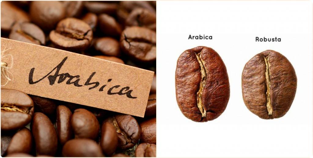 Кофе робуста: особенности зерен, сорта, отличия от арабики