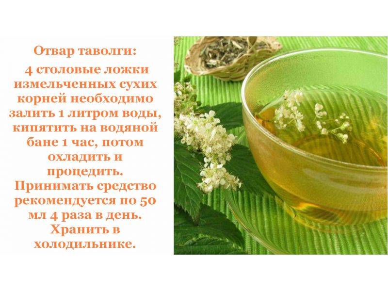 Чай из таволги – полезные свойства и рецепты ароматной травы
