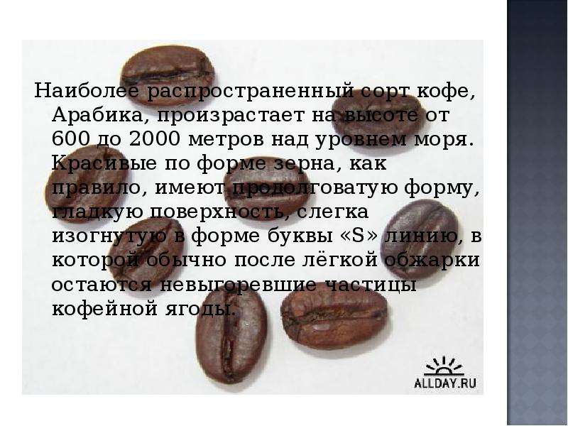 Главные особенности кофе робуста