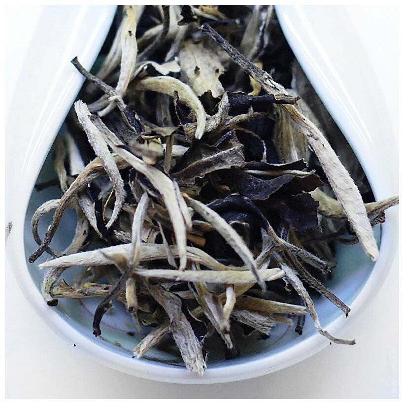 Бай лун чжу (белая жемчужина дракона) – чай особенной скрутки