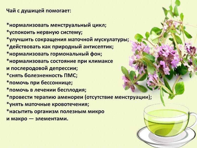 Обзор 5 лечебных свойств иван-чая для женского здоровья (+противопоказания)