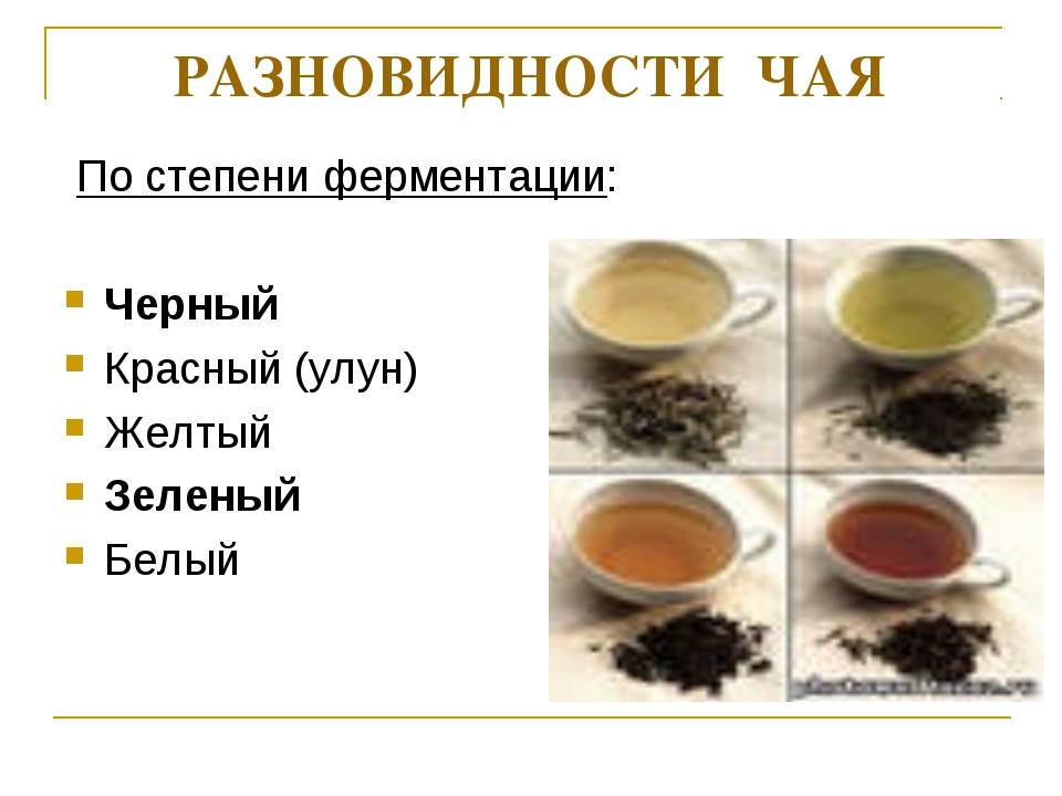 Виды чая - полный гид по сортам, классификациям и полезным свойствам